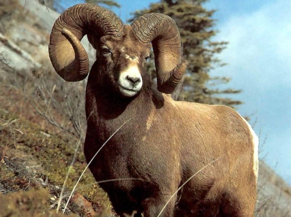 Алтайский Архар