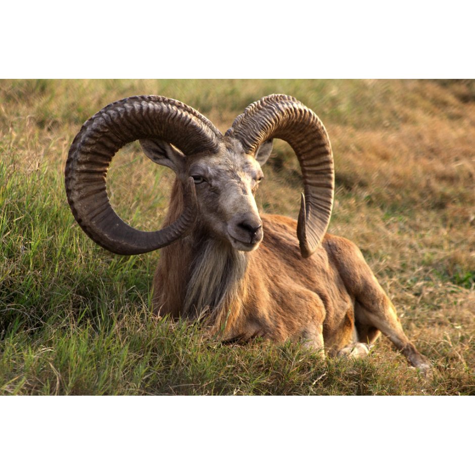 Бухарский уриал