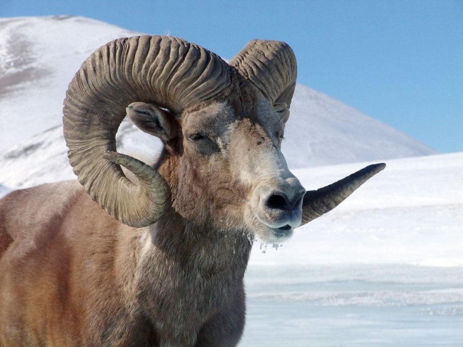 Архар Алтайский горный баран