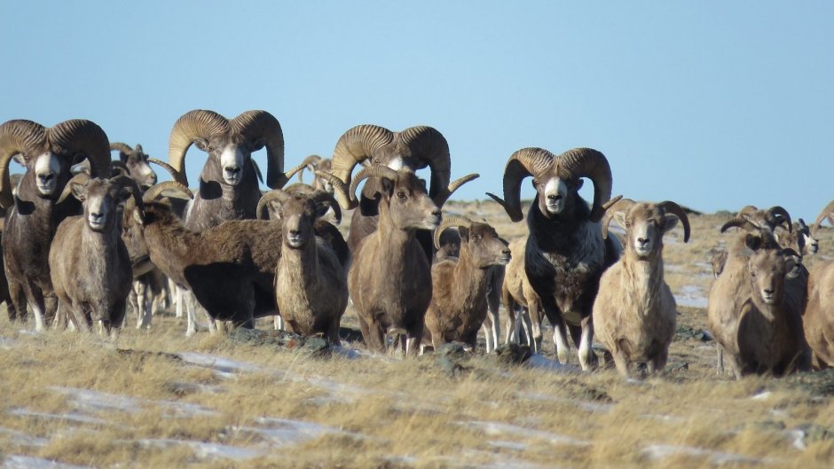 Снежный баран Чубук