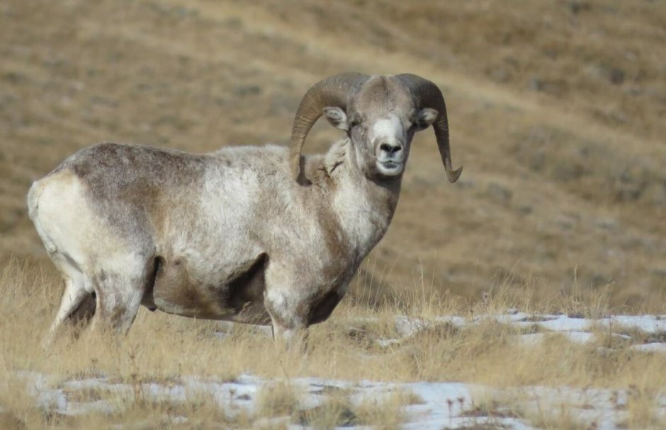 Алтайский горный баран