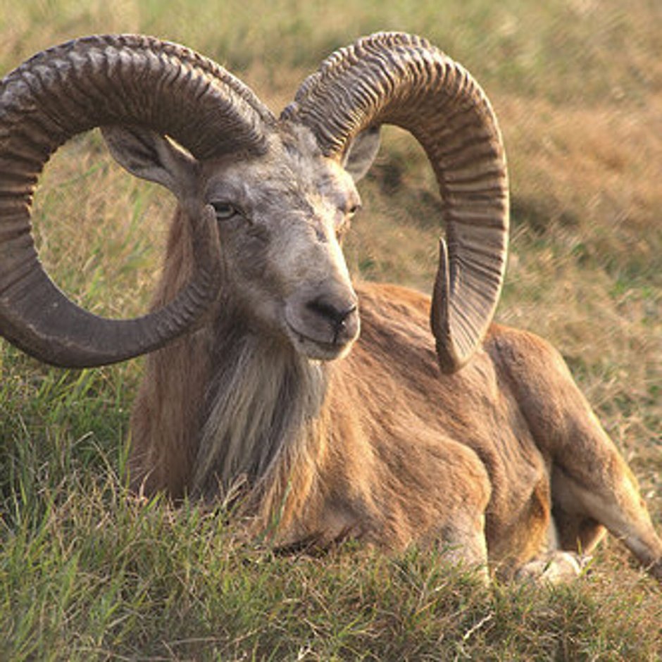 Аргали Марко поло