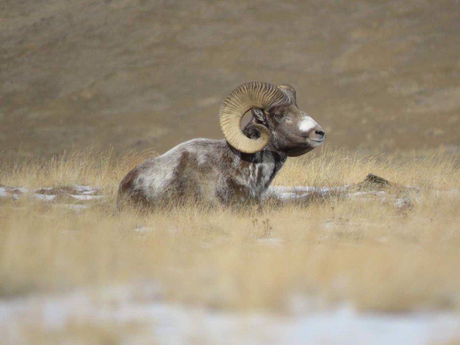 Алтайский горный баран аргали описание