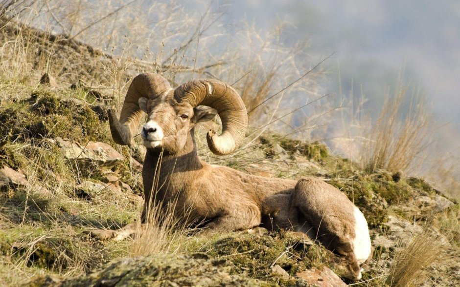 Каратауский Архар