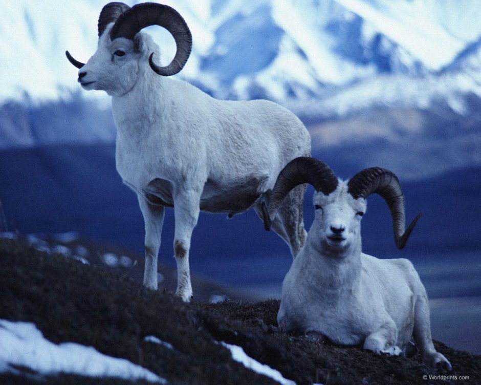 Кызылкумский горный баран