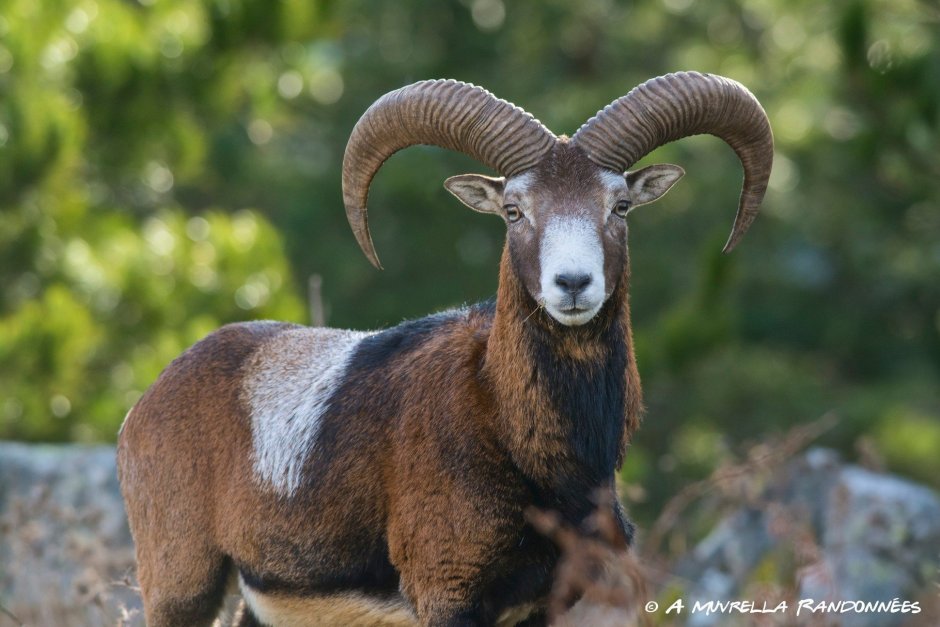 Алтайский баран аргали, Архар