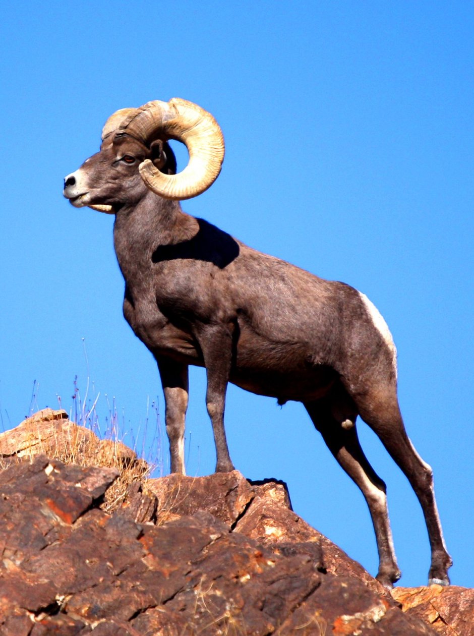 Архар горный козел