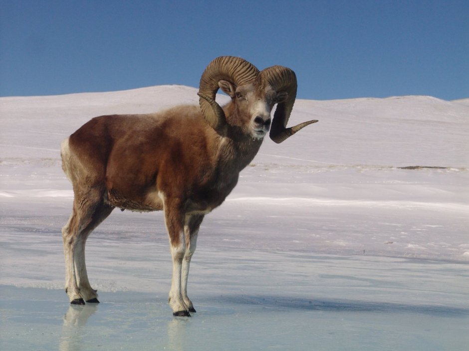 Горный баран Архар аргали
