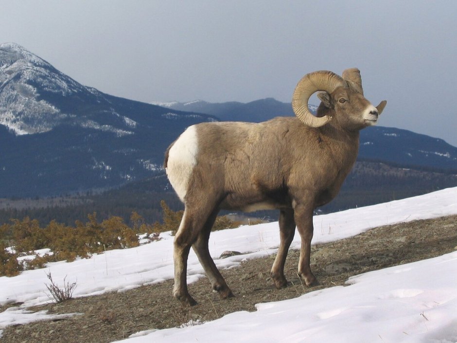 Чубуку горный баран в Якутии