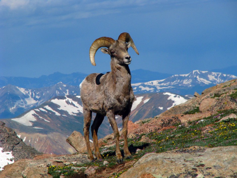 Аргали Алтайский горный баран летом