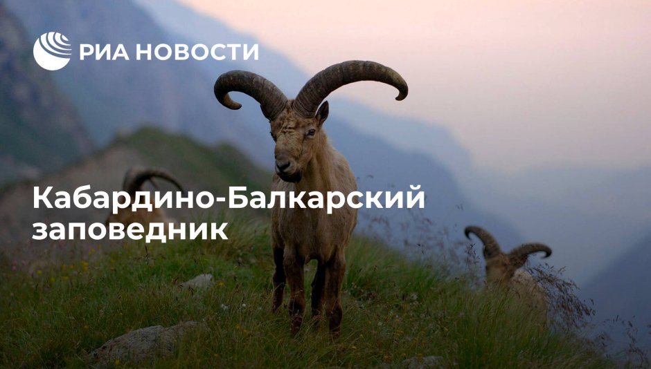 Архар (горный баран) Монголия