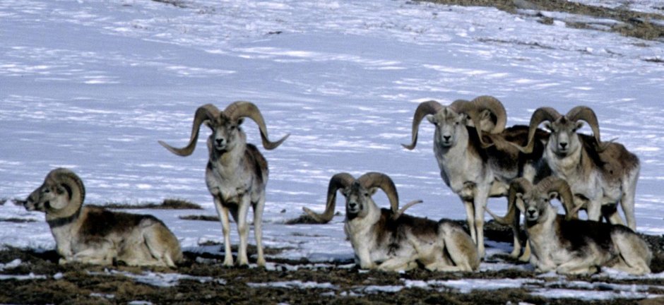 Горный баран Северцова