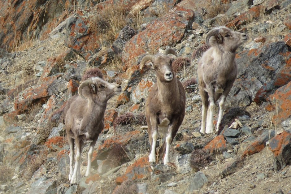 Алтайский баран аргали