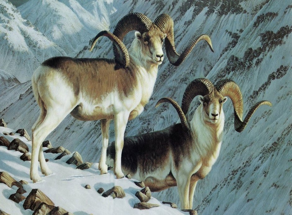 Путоранский снежный баран