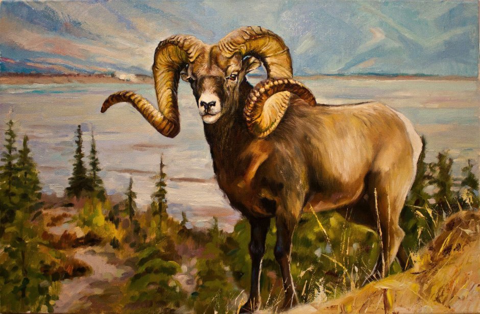 Горный баран аргали Алтай