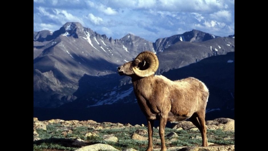 Кабардино-Балкарский высокогорный заповедник