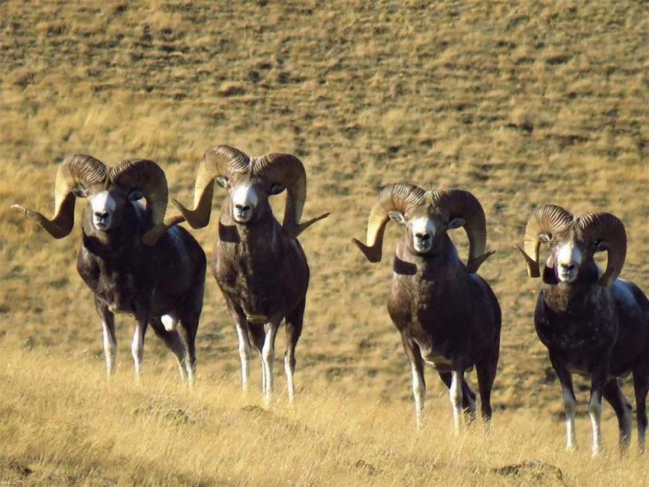 Памирский Архар Марко поло