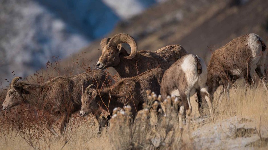 Муфлон Крымский