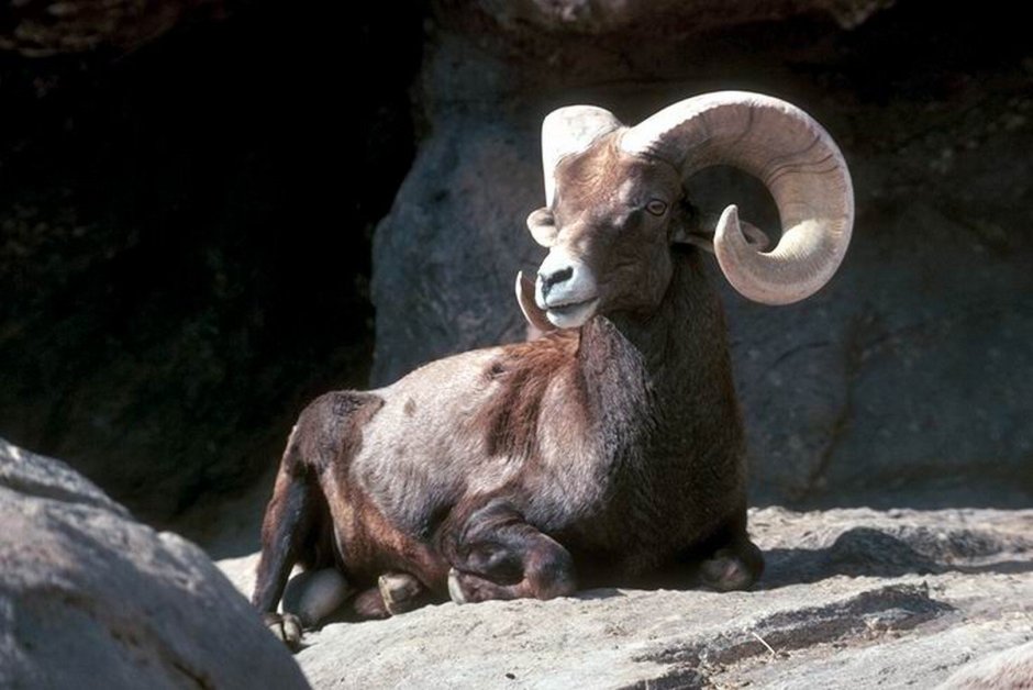 Овен животное