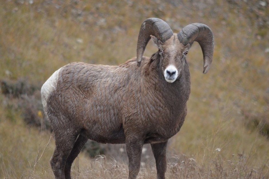 Снежный баран Чубук