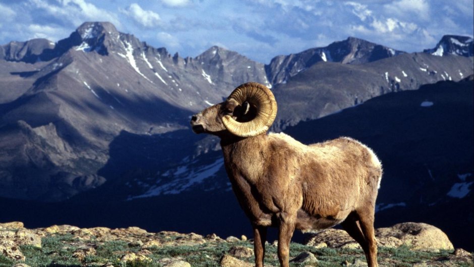 Гобийский Архар