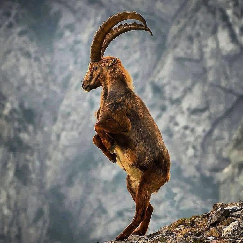 Горный баран Архар аргали