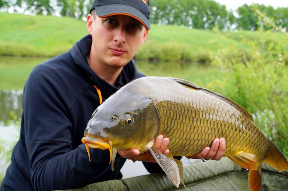 Рыба Karp