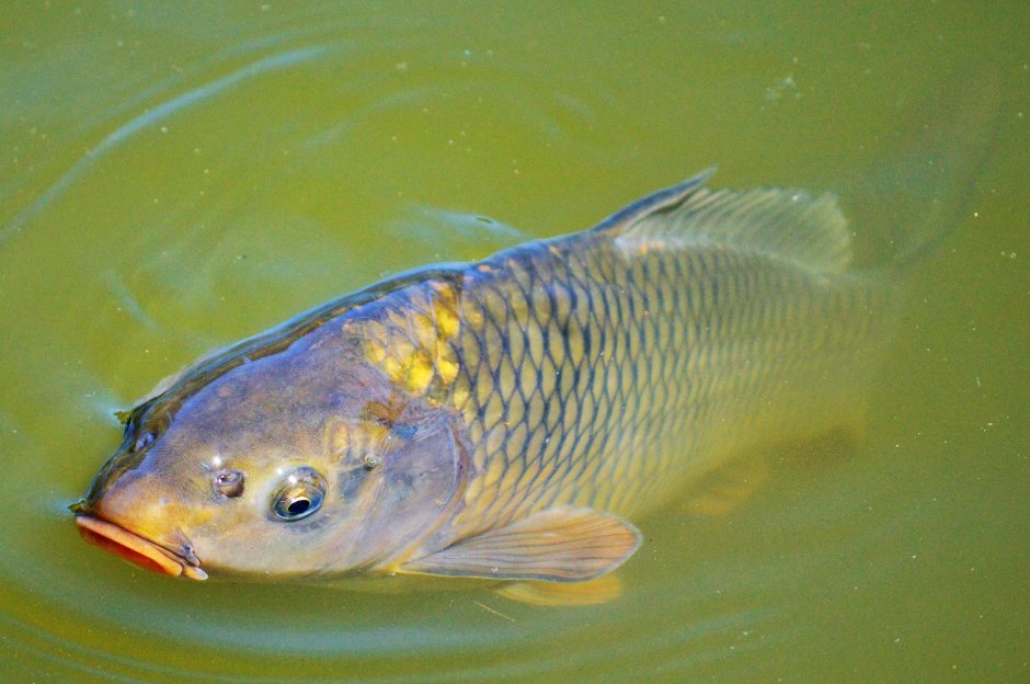 Сазан (= Карп обыкновенный) – Cyprinus Carpio