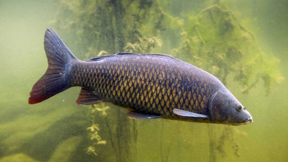 Карп обыкновенный – Cyprinus Carpio