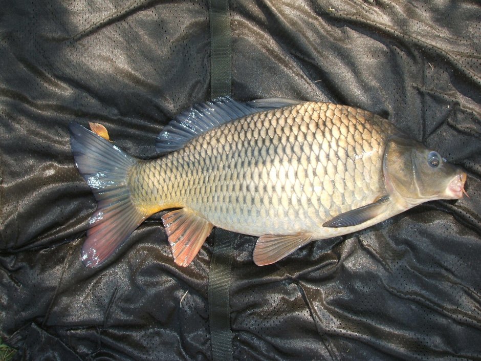Карп (Cyprinus Carpio)