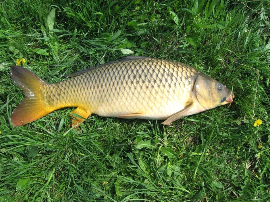 Карп (Cyprinus Carpio)