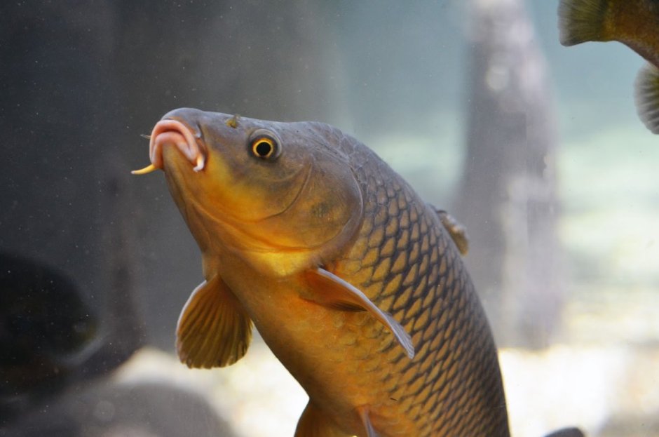 Сазан (Cyprinus Carpio)