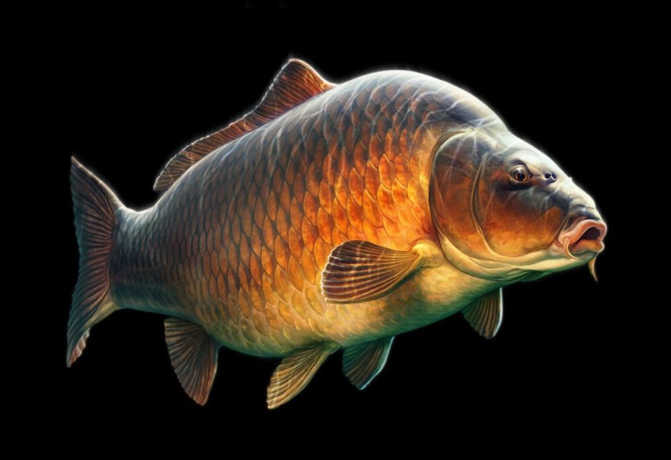 Карп (Cyprinus Carpio)