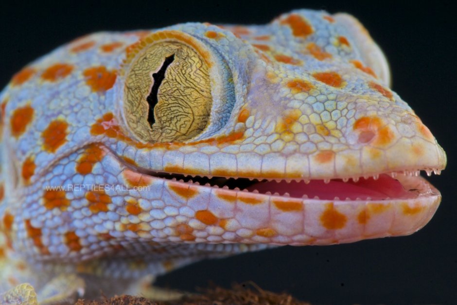 Токи (Gekko Gecko)