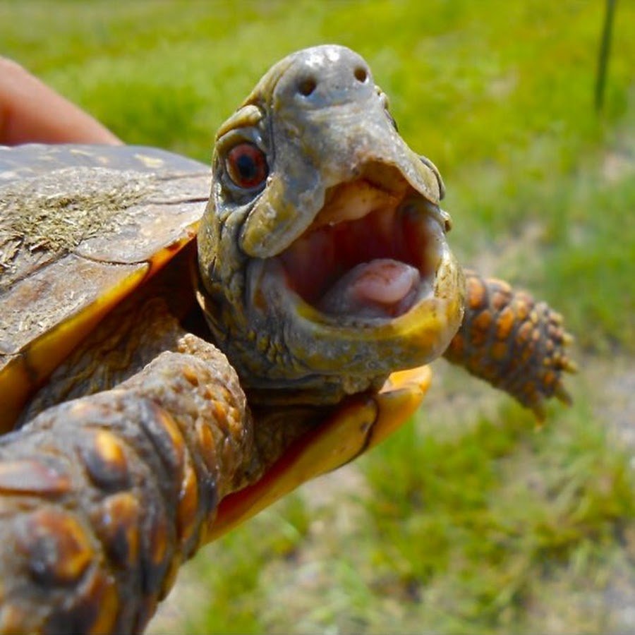 Смешная черепашка