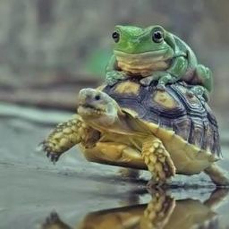 Прикольная черепаха