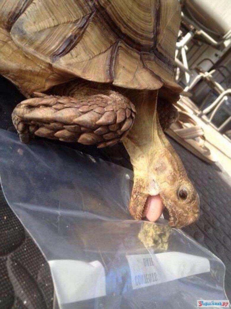 Черепаха с прикольными ушами