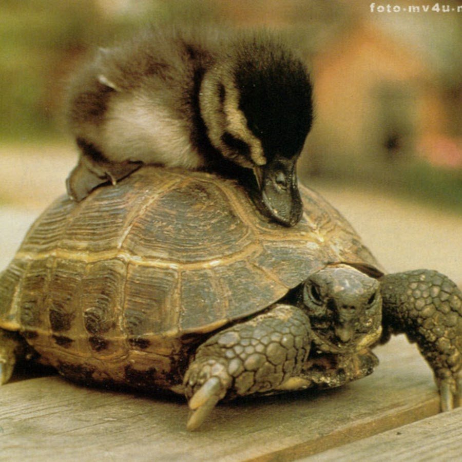 Смешные, милые Черепашки