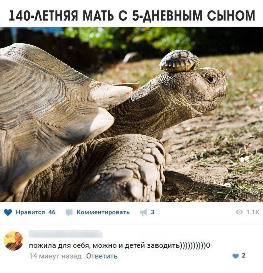 Черепашка мама