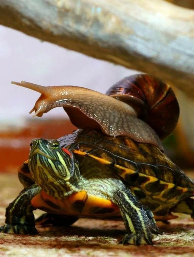 Медленная черепаха