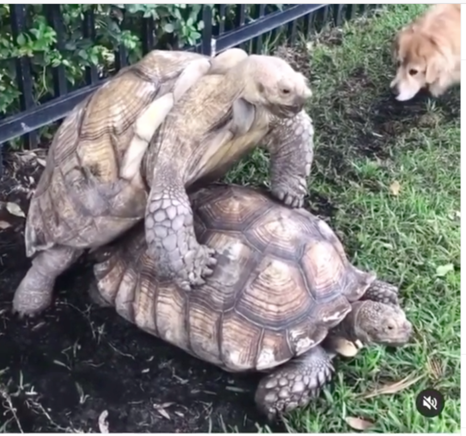 Смешная черепашка