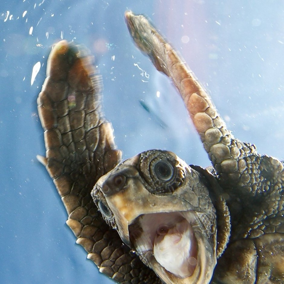 Прикольная черепаха