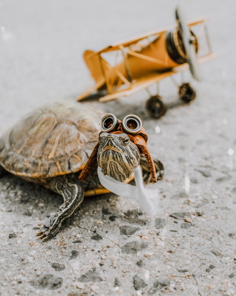 Красноухая черепаха милая