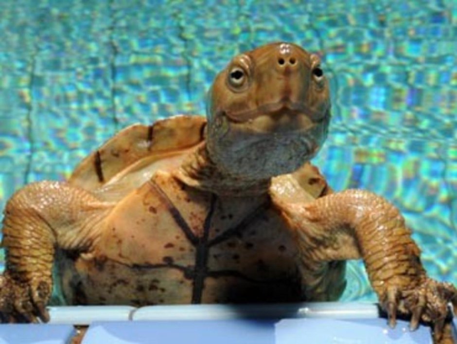 Забавные черепахи