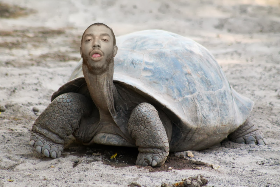 Кокоджамба черепаха