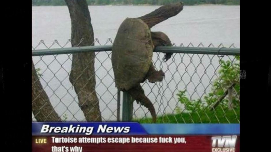 Черепаха перелезающая через забор