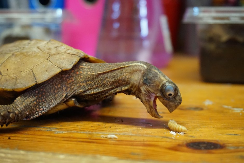 Забавные Черепашки