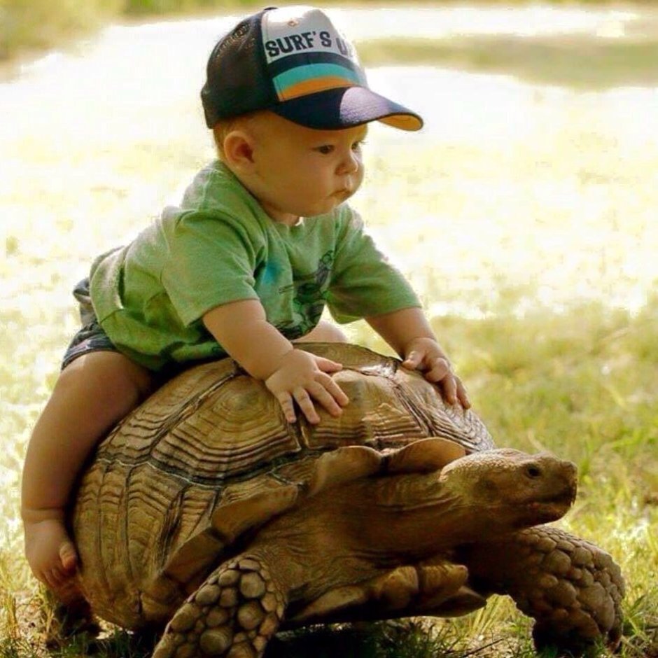 Черепаха для детей