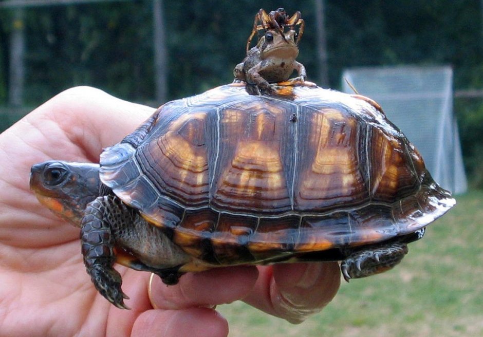 Прикольная черепаха