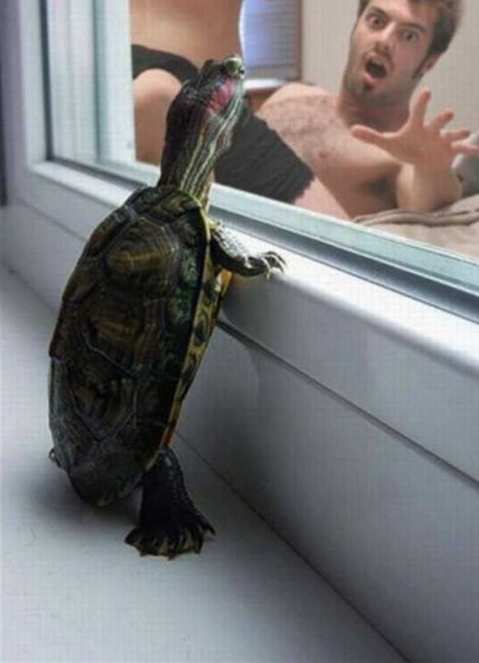 Черепаха прикол